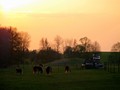 Unsere Herde | Bei Sonnenuntergang